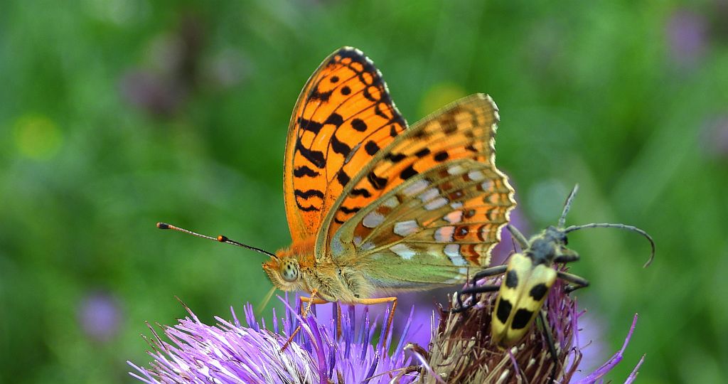 Dostojka adype (Argynnis adippe)