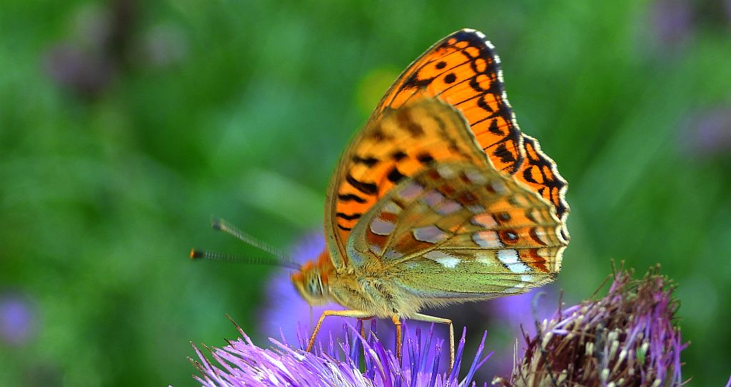 Dostojka adype (Argynnis adippe)