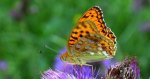 Dostojka adype (Argynnis adippe)