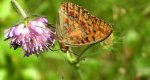 Dostojka adype (Argynnis adippe)