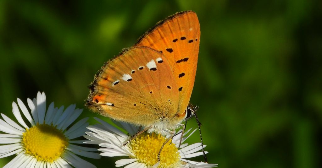 Czerwończyk dukacik (Lycaena virgaureae)