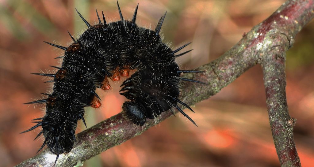 Rusałka żałobnik (Nymphalis antiopa)