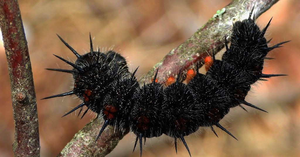 Rusałka żałobnik (Nymphalis antiopa)