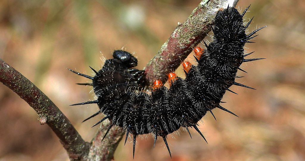 Rusałka żałobnik (Nymphalis antiopa)