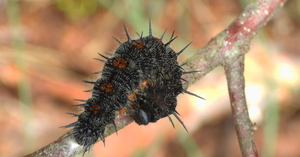 Rusałka żałobnik (Nymphalis antiopa)