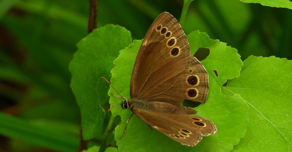 Osadnik wielkooki (Lopinga achine)