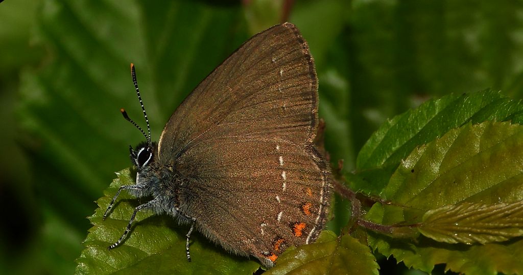 Ogończyk ostrokrzewowiec (Nordmania ilicis)