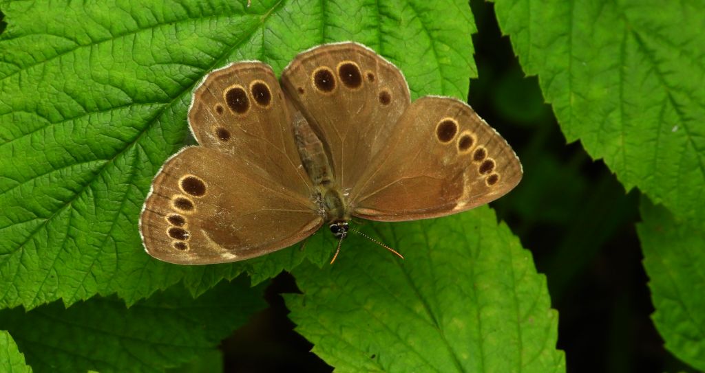 Osadnik wielkooki (Lopinga achine)