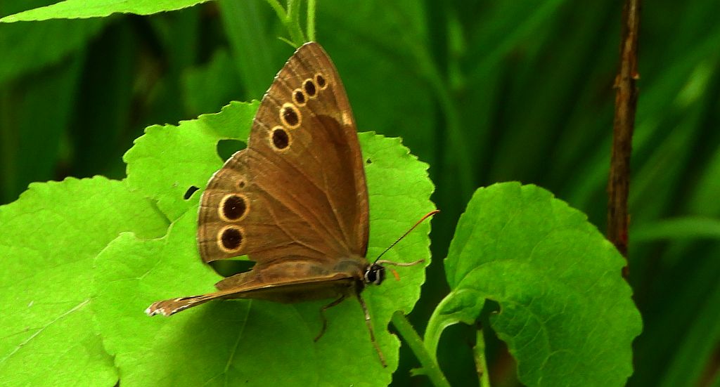 Osadnik wielkooki (Lopinga achine)