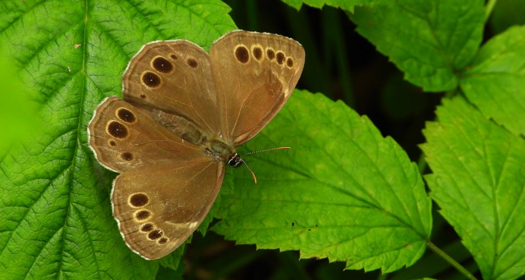 Osadnik wielkooki (Lopinga achine)
