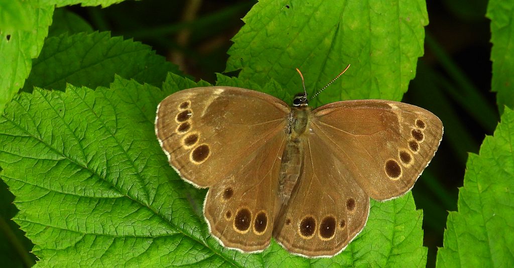 Osadnik wielkooki (Lopinga achine)