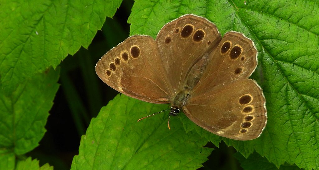 Osadnik wielkooki (Lopinga achine)