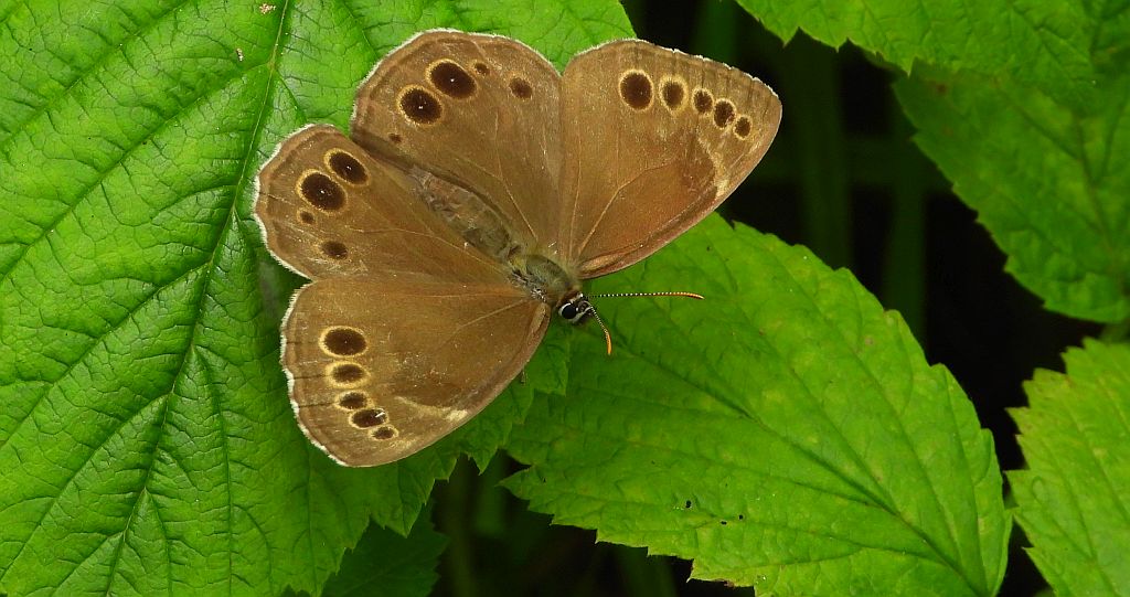 Osadnik wielkooki (Lopinga achine)