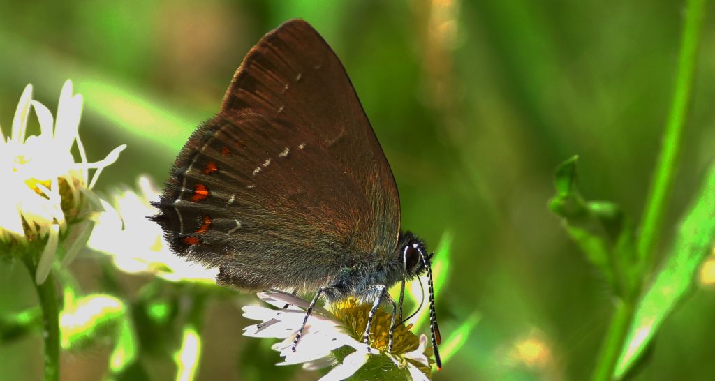 Ogończyk ostrokrzewowiec (Nordmania ilicis)