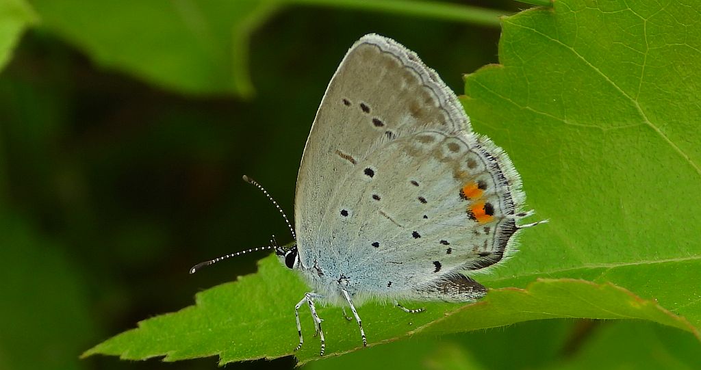 Modraszek argiades (Cupido argiades)