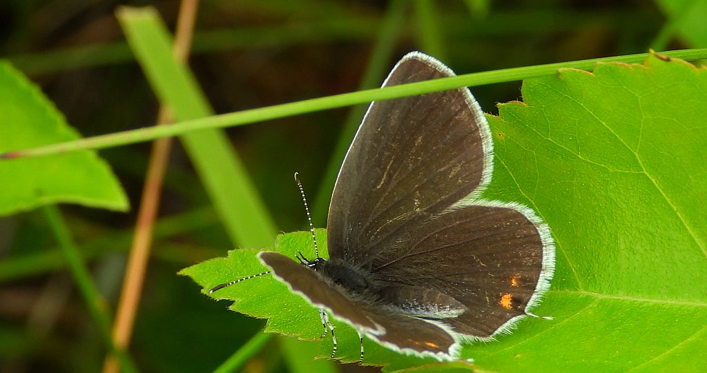 Modraszek argiades (Cupido argiades)