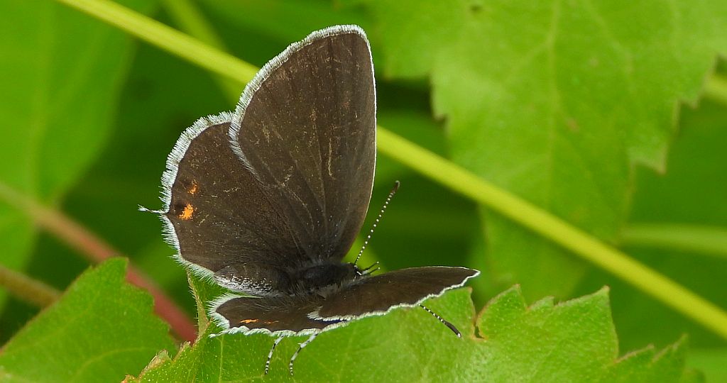 Modraszek argiades (Cupido argiades)