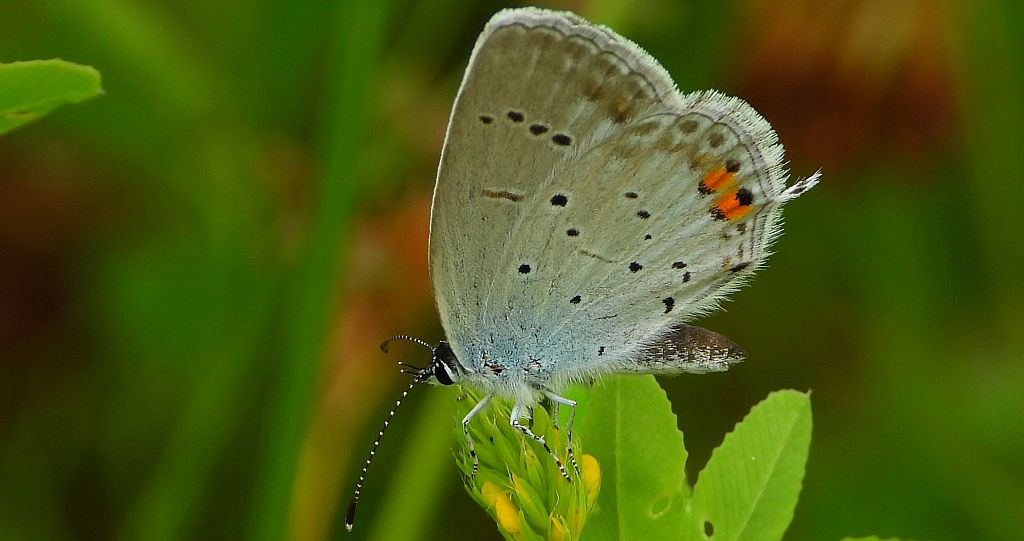 Modraszek argiades (Cupido argiades)