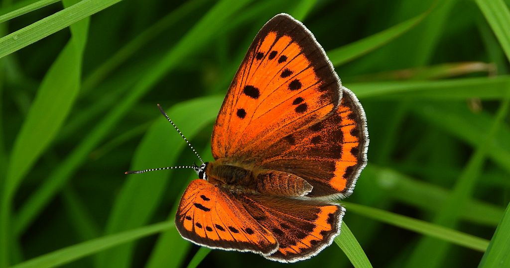 Czerwończyk nieparek, czerwończyk większy (Lycaena dispar)