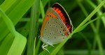 Czerwończyk nieparek, czerwończyk większy (Lycaena dispar)