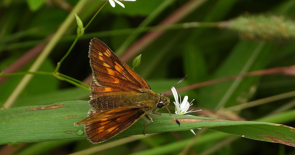 Karłątek kniejnik (Ochlodes venatus/Ochlodes sylvanus/Ochlodes faunus)