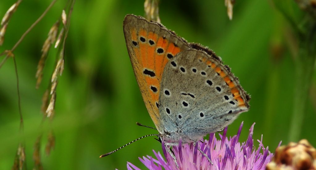 Czerwończyk nieparek, czerwończyk większy (Lycaena dispar)