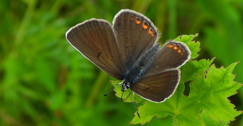 Modraszek eumedon (Aricia eumedon)