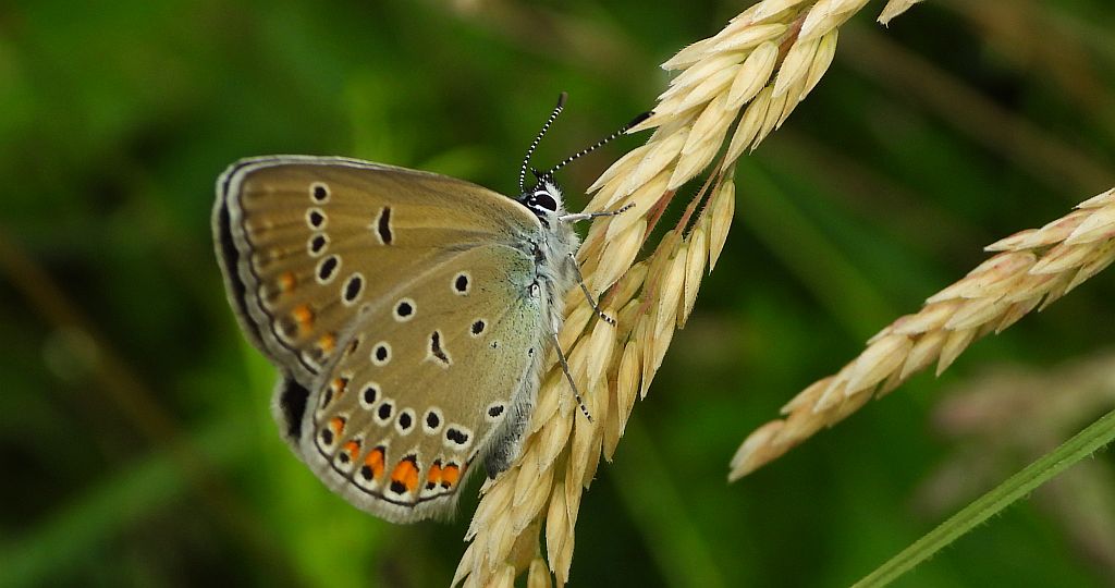 Modraszek amandus (Polyommatus amandus)