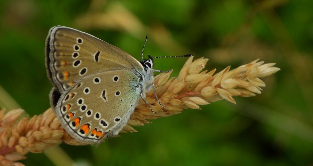 Modraszek amandus (Polyommatus amandus)