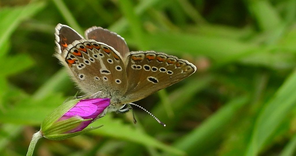 Modraszek eumedon (Aricia eumedon)