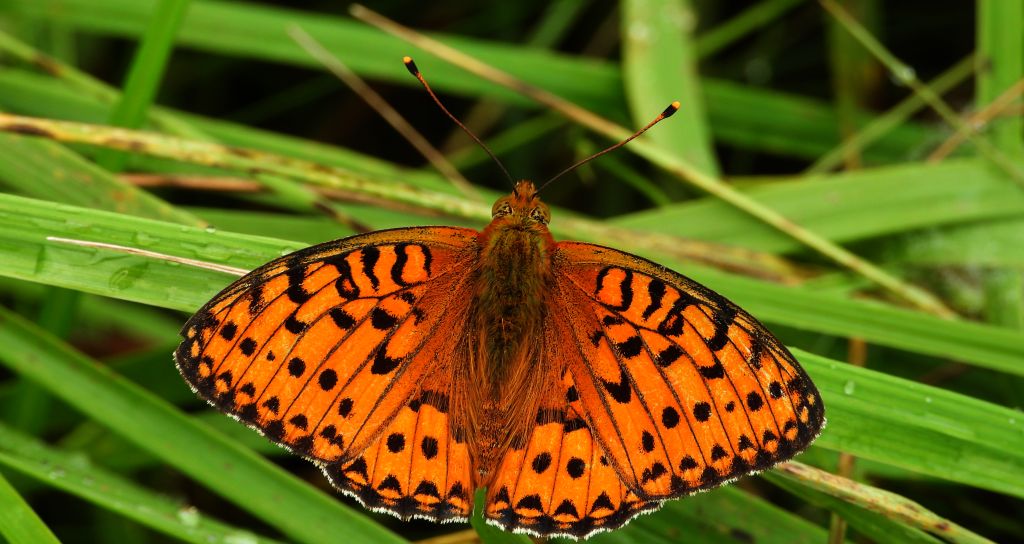 Dostojka adype, perłowiec adype (Argynnis adippe)