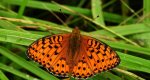Dostojka adype, perłowiec adype (Argynnis adippe)