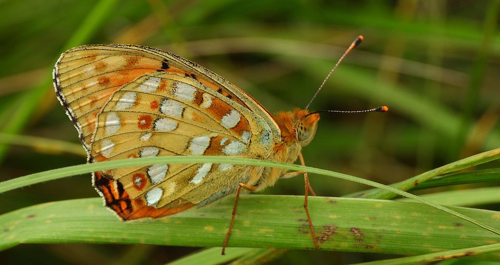 Dostojka adype, perłowiec adype (Argynnis adippe)