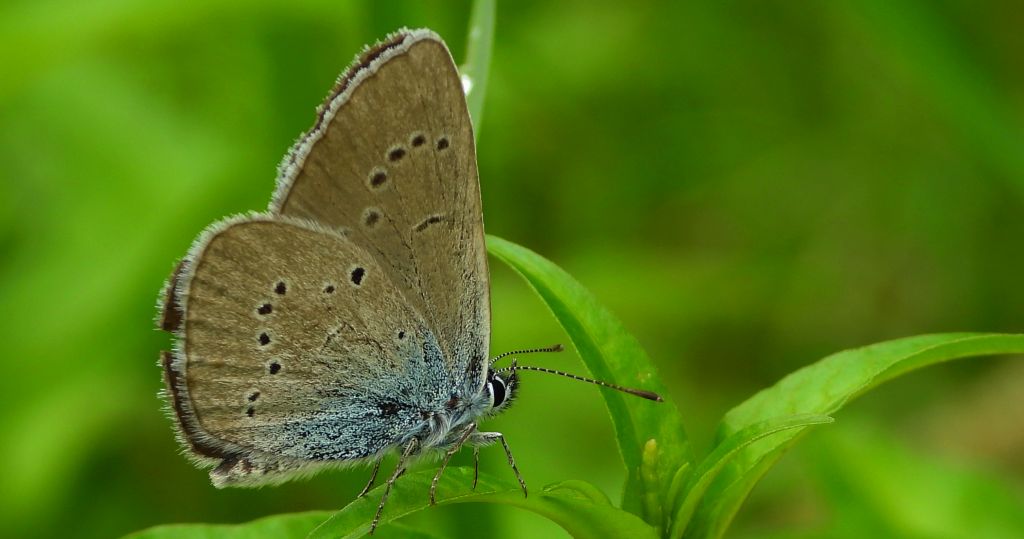 Modraszek semiargus (Polyommatus semiargus)