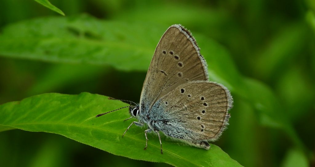 Modraszek semiargus (Polyommatus semiargus)