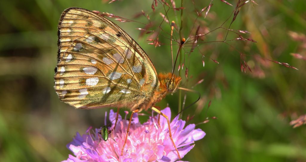 Dostojka aglaja, perłowiec aglaja, (Argynnis aglaja)