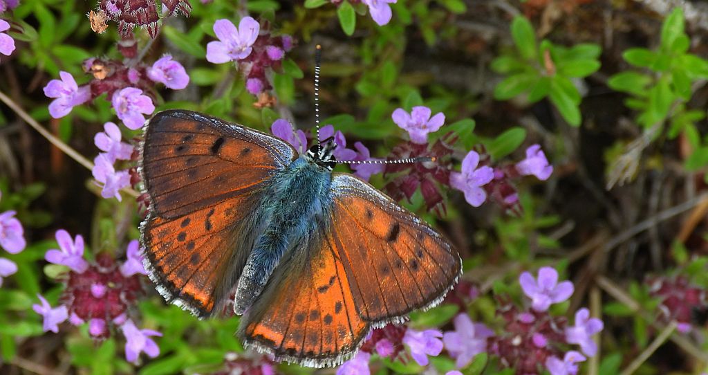 Czerwończyk zamgleniec (Lycaena alciphron)
