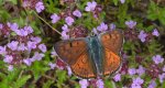 Czerwończyk zamgleniec (Lycaena alciphron)