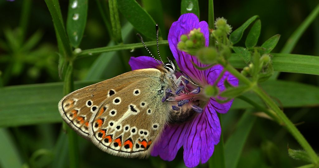 Modraszek eumedon (Aricia eumedon)