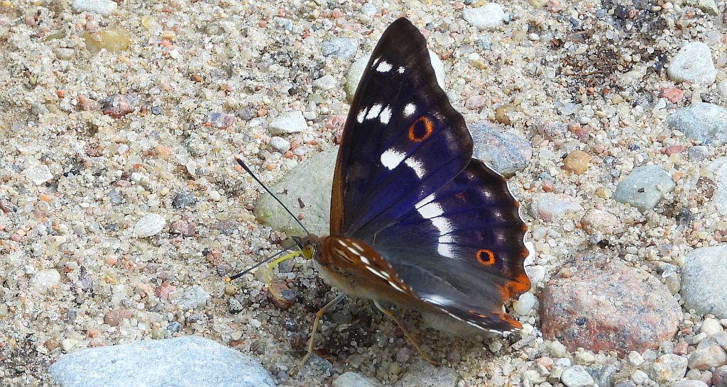 Mieniak strużnik (Apatura ilia)