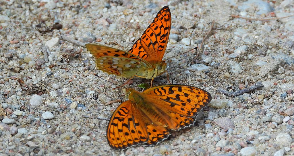Dostojka adype (Argynnis adippe)