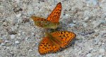 Dostojka adype (Argynnis adippe)