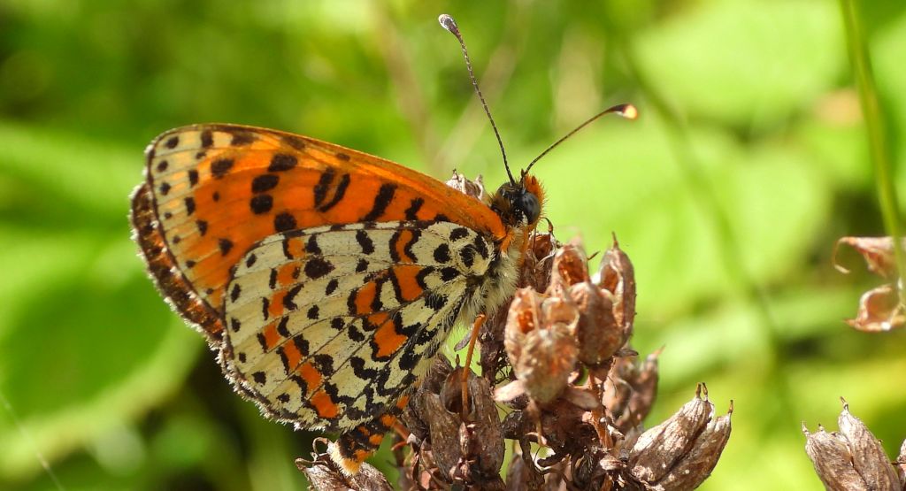 Przeplatka didyma (Melitaea didyma)