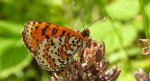 Przeplatka didyma (Melitaea didyma)