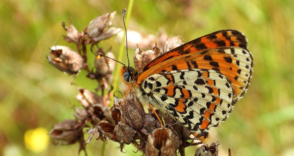 Przeplatka didyma (Melitaea didyma)