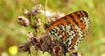 Przeplatka didyma (Melitaea didyma)