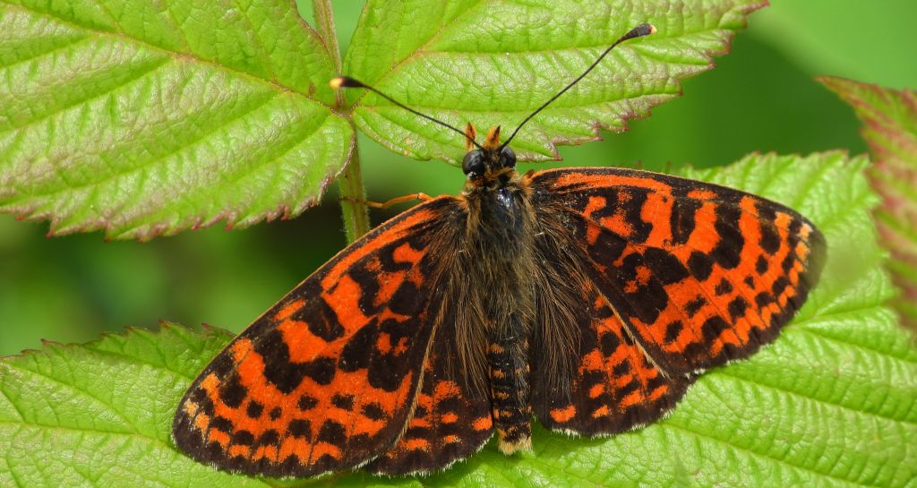 Przeplatka didyma (Melitaea didyma)