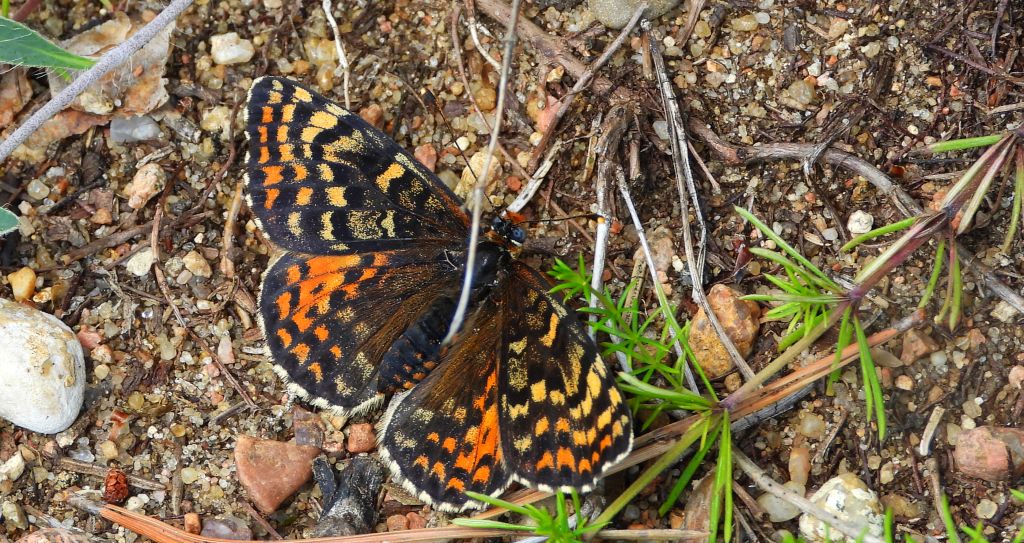 Przeplatka didyma (Melitaea didyma)