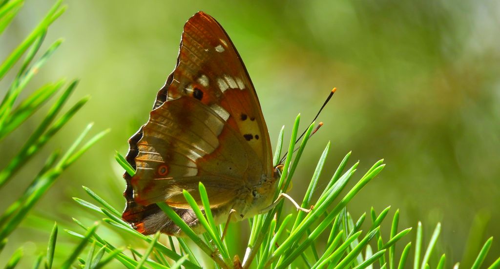 Mieniak strużnik (Apatura ilia)