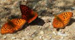 Dostojka adype (Argynnis adippe)